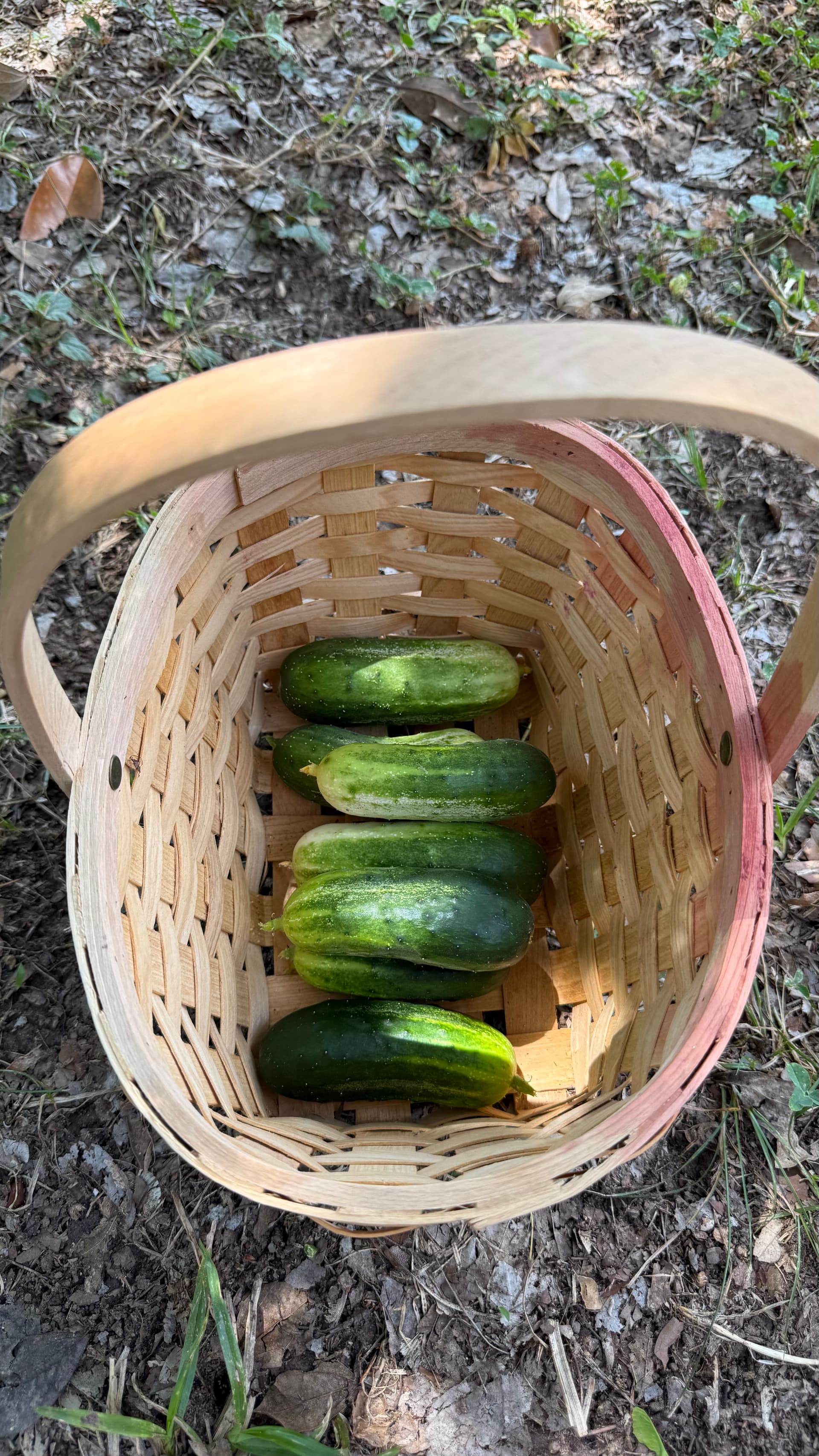 Growth + Culinary